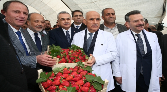 Bakan Vahit Kirişci, Aydın'da çilek hasadında konuştu