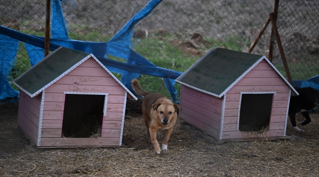 Depremden yaralı kurtarılan sahipsiz köpek artık daha "Güçlü"