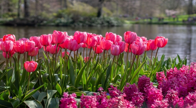 Hollanda'da dünyanın en büyük lale bahçelerinden Keukenhof, kapılarını ziyaretçilere açtı