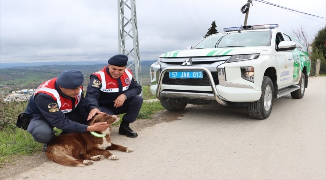 Sinop'ta trafik kazalarını önlemek için sahipsiz köpeklere reflektif tasma