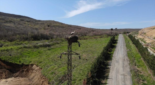 Trakya'da leylek yuvalarının bahar bakımı termal kameralı dronla yapılıyor