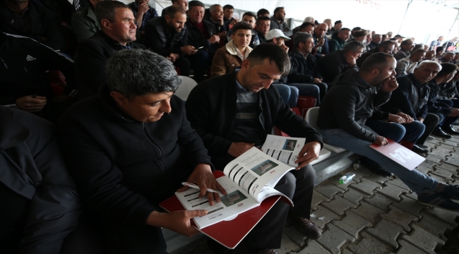 Bandırma Koyunculuk Araştırma Enstitüsünde açık artırmayla 160 damızlık koç satıldı