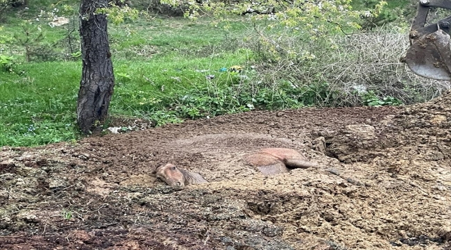 Bolu'da gübre yığınında mahsur kalan yılkı atı kurtarıldı