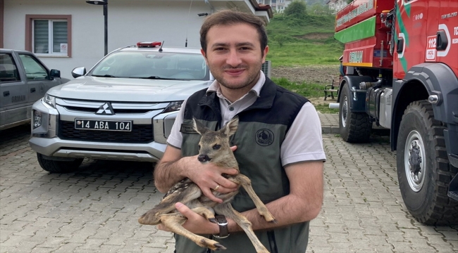 Bolu'da otluk alanda bulunan yavru karaca koruma altına alındı