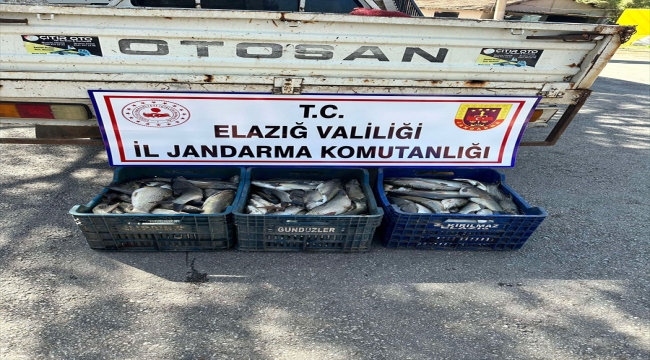 Elazığ'da kaçak avlanan 250 kilo balık ele geçirildi