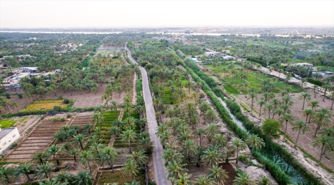 Irak'ta hurma petrolden sonraki gelir kaynağı olma potansiyelini taşıyor