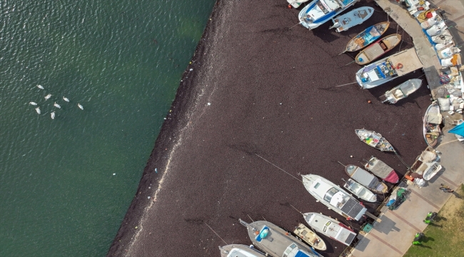 İzmir Körfezi'nde deniz yosunu yayılımı sürüyor