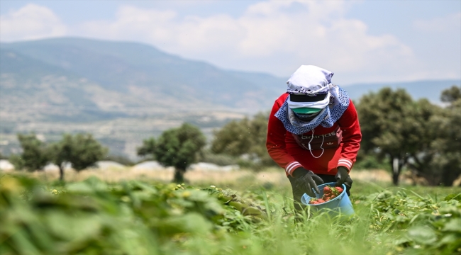 İzmir Menemen'de oylarını kullanan üreticiler çilek hasadına devam etti