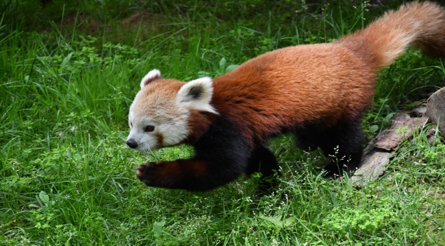 Macaristan'dan getirilen kızıl panda Bursa'daki yeni yuvasında