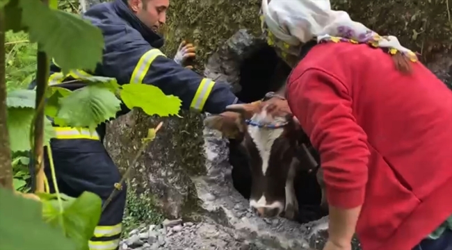 Ordu'da boş su deposuna düşen inek kurtarıldı