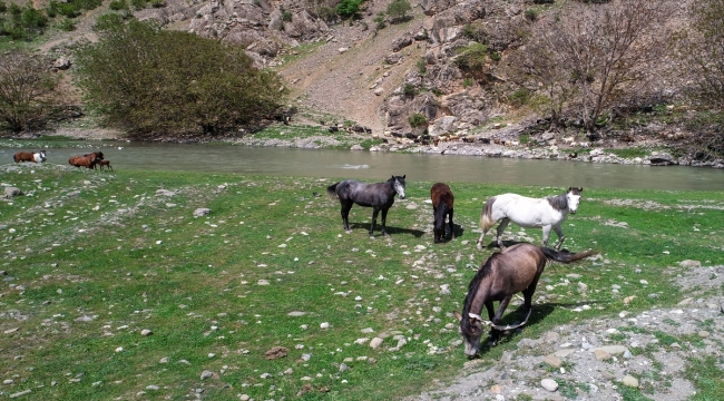 Terörden arındırılan yaylalarda küçükbaş hayvan ve kuş sesleri yankılanıyor