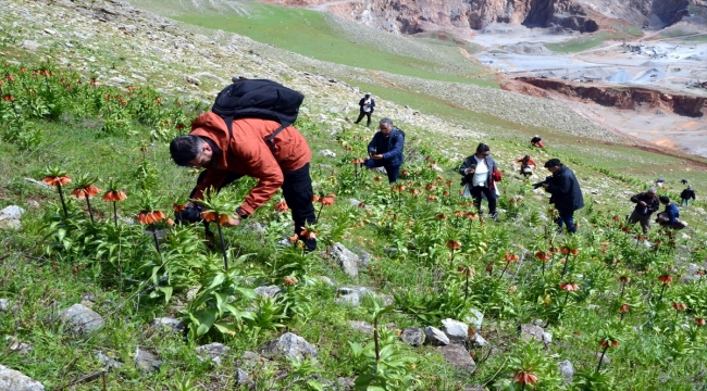 Trabzon'dan Muş'a gelen fotoğraf tutkunları çiçek açan laleleri görüntüledi