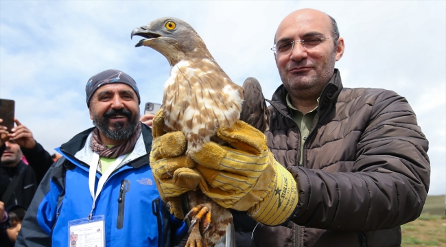 Van'da tedavileri tamamlanan kartal ve şahin doğaya salındı