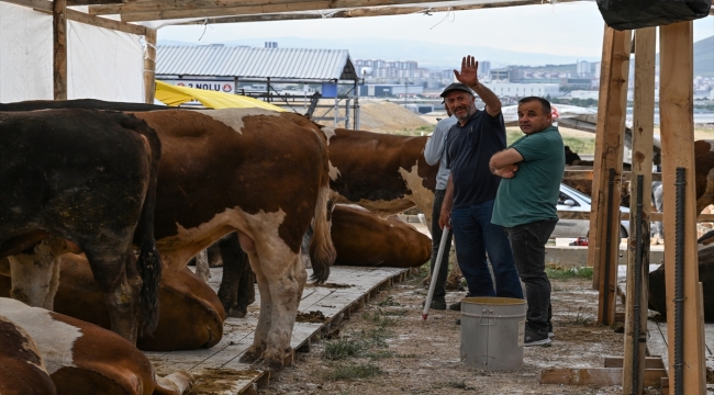 Başkentteki hayvan pazarlarında kurbanlıklar alıcılarını bekliyor