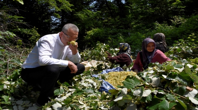 Bursa Karacabey'deki ıhlamur ormanlarında hasat zamanı