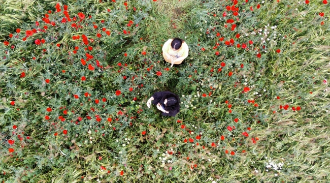 Elazığ'da doğaseverler kırmızıya bürünen gelincik tarlasını fotoğrafladı