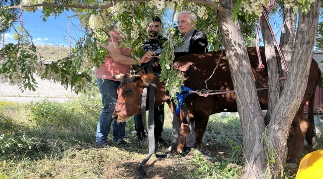 Erzurum'da arıların hırçınlaştırdığı büyükbaş hayvan sakinleştirici iğneyle kesildi