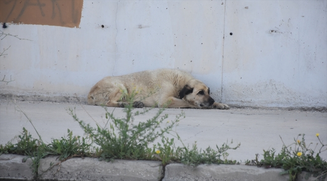 Eskişehir'de mahalleli sahipsiz köpeklerin toplatılmasını istiyor 