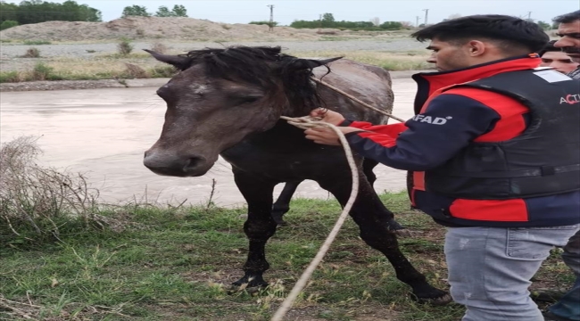 Iğdır'da sulama barajına düşen atı AFAD kurtardı