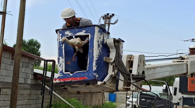 Iğdır'da terk edilen 2 leylek yavrusu koruma altına alındı