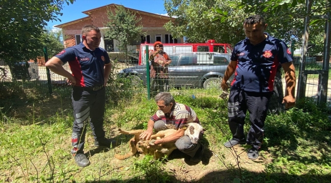 İki bina arasına sıkışan kurbanlık koyunu itfaiye kurtardı