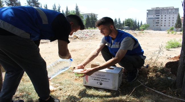 Kahramanmaraş'ta sokak hayvanlarına mama desteği