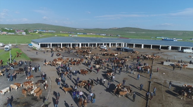 Kars'ta kurbanlıklar alıcı bekliyor