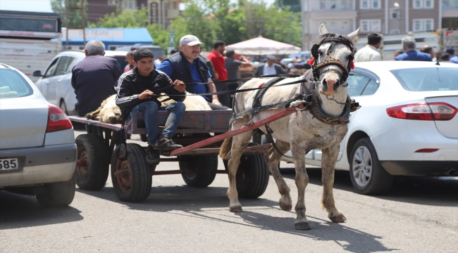 Kars'ta kurbanlıklar at arabalarıyla taşınıyor 