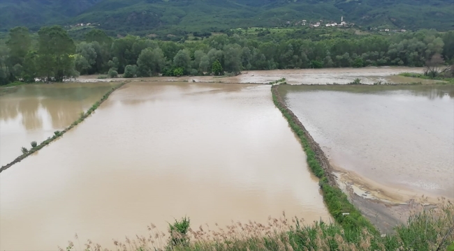 Kastamonu Hanönü'de çeltik tarlaları su altında kaldı