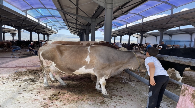 Kayseri ve Niğde'de kurbanlıklar için sıkı pazarlıklar yaşanıyor