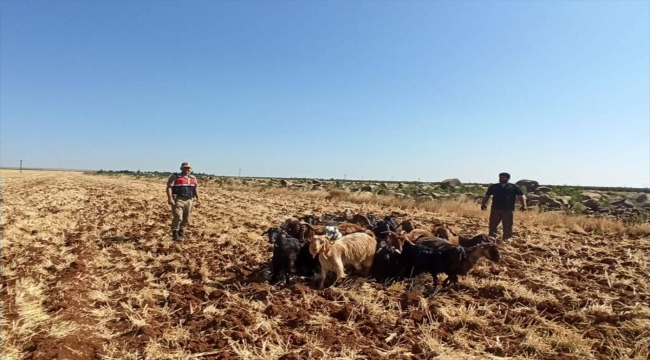 Kilis'te kaybolan küçükbaş hayvanları jandarma buldu