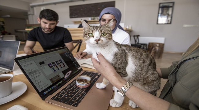 Kışın donmak üzereyken bulunan "Fındık" buz müzesinin maskotu oldu