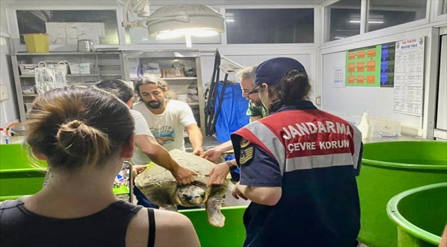 Muğla'da yaralı bulunan deniz kaplumbağası tedaviye alındı