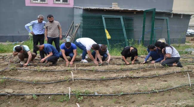 Muş'ta özel öğrenciler ve öğretmenleri okulun bahçesindeki boş alanı bostana dönüştürdü