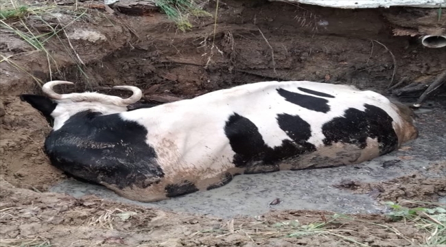 Tekirdağ'da çukura düşen ineği itfaiye ekipleri kurtardı