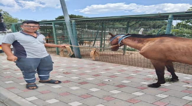 Adana'da otoyolda sahipsiz dolaşan at barınağa teslim edildi