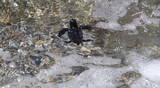 Alanya'da kedinin yemek istediği caretta caretta yavrularını bir kişi denize ulaştırdı