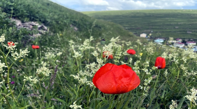 Ardahan'da doğa yağmurlar sonrası renklendi