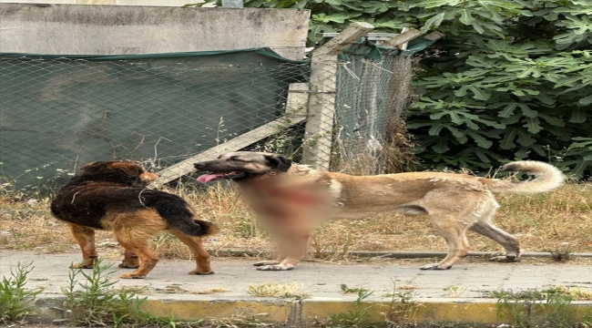 Ataşehir'de köpeğin saldırısına uğrayan kadın ağır yaralandı 