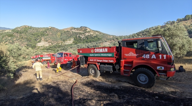 Aydın'da zeytinlikte çıkan yangına müdahale ediliyor