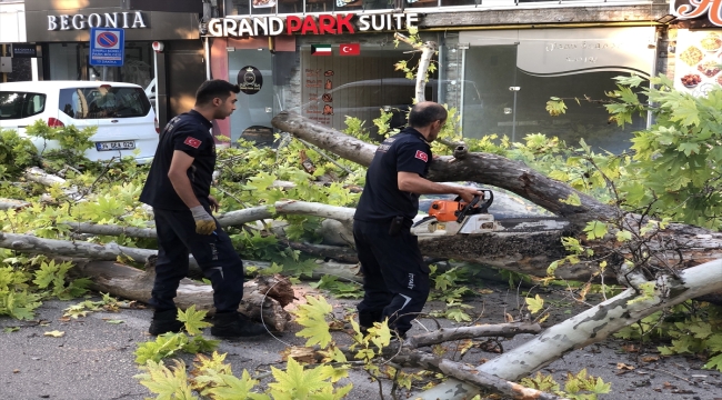 Bursa'da çınar ağacı yola devrildi