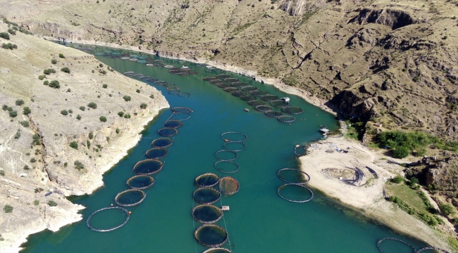 Elazığ'da alabalık üreten kadınlar ekmeğini Fırat Nehri'nden kazanıyor