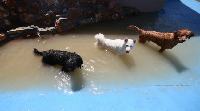 Gaziantep'te sıcaktan bunalan pet otel sakinleri havuzda serinliyor