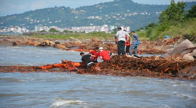 Giresun'da vatandaşlar derelerden denize sürüklenen odunları topladı