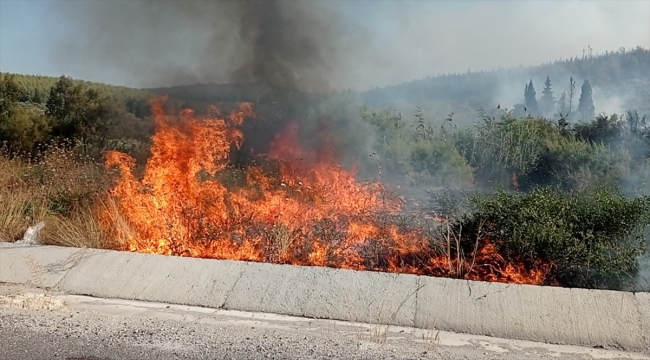 Milas-Bodrum Havalimanı yolunda ormanlık alanda çıkan yangına müdahale ediliyor