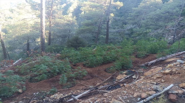 Hatay'da ormanlık alanda 7 bin 200 kök Hint keneviri ele geçirildi