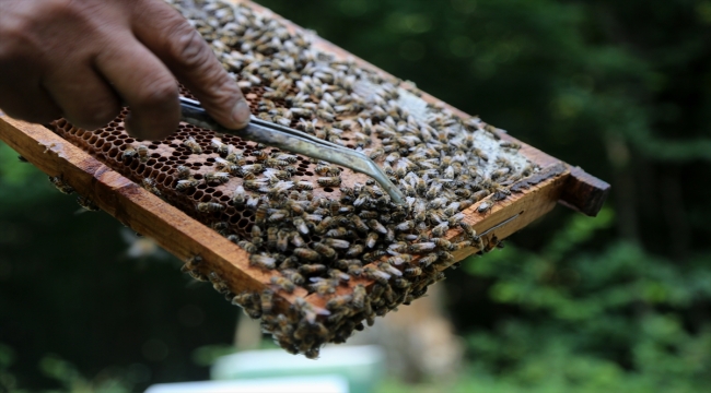 İranlı arıcılar Hirkani Ormanları'nın zengin florasında doğal bal üretiyor