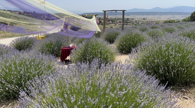 Isparta'nın Kuyucak köyündeki lavanta festivali 14-18 Temmuz'da gerçekleştirilecek