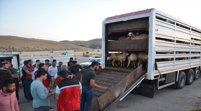 Kahramanmaraş'ta depremzede besicilere 152 Akkaraman koyunu dağıtıldı 