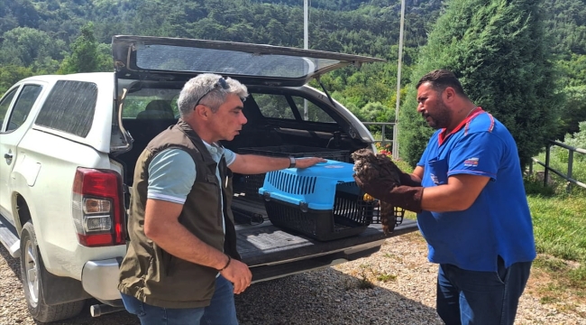 Karabük'te yaralı halde bulunan kızıl şahin tedaviye alındı